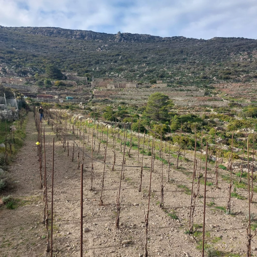 Dettaglio delle vigne da vino sull'isola di Capraia