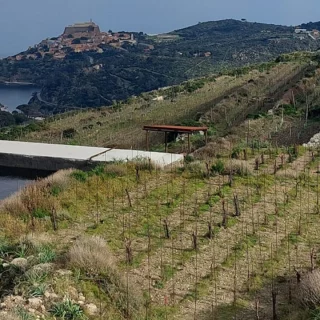 Vigneto a Capraia, una isola di vino