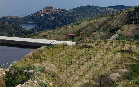 Vigneto a Capraia, una isola di vino